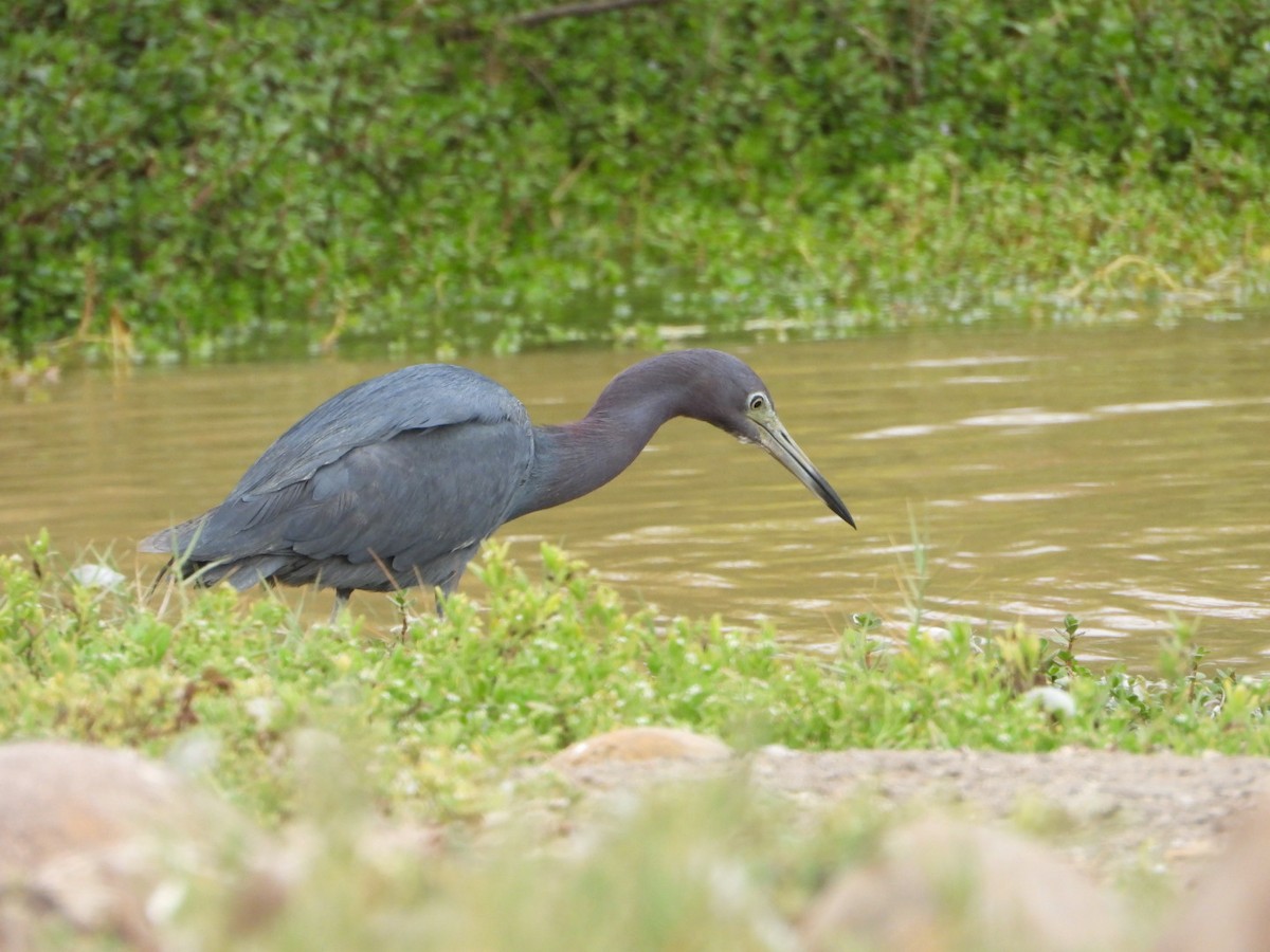 Little Blue Heron - ML617692910