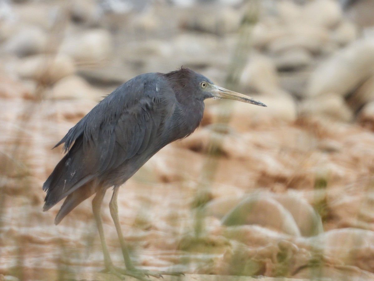 Little Blue Heron - ML617692912