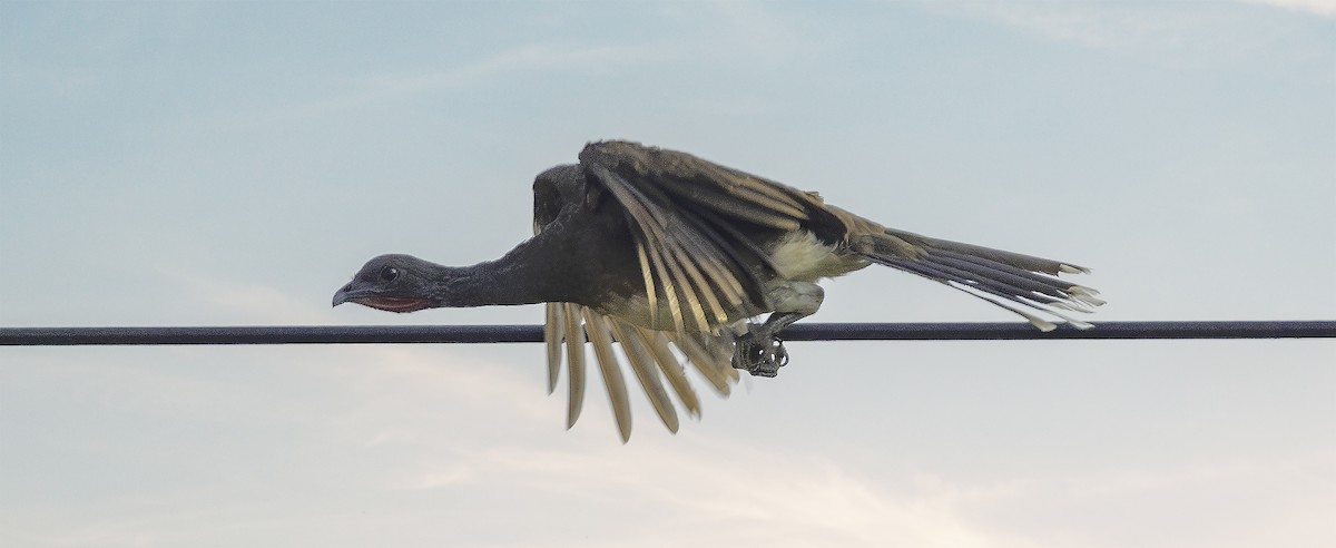 Chachalaca Ventriblanca - ML617692977