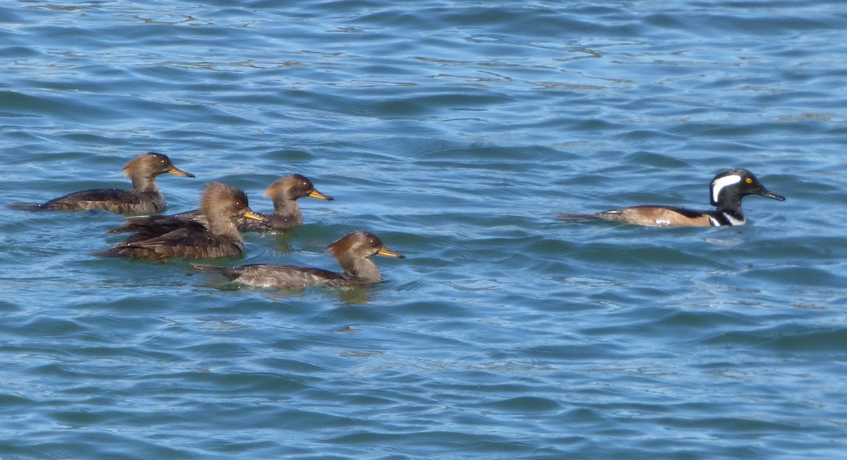 Hooded Merganser - ML617692988