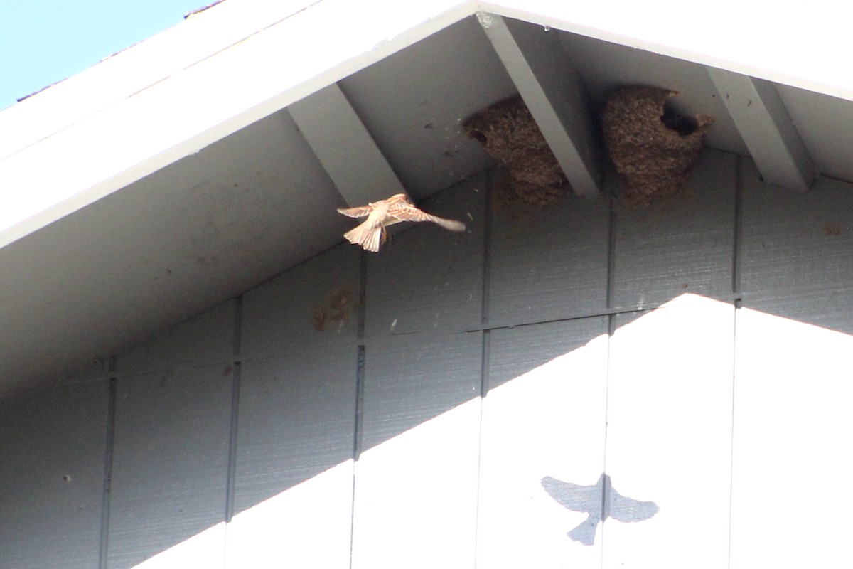 Cliff Swallow - Audrey Gordon