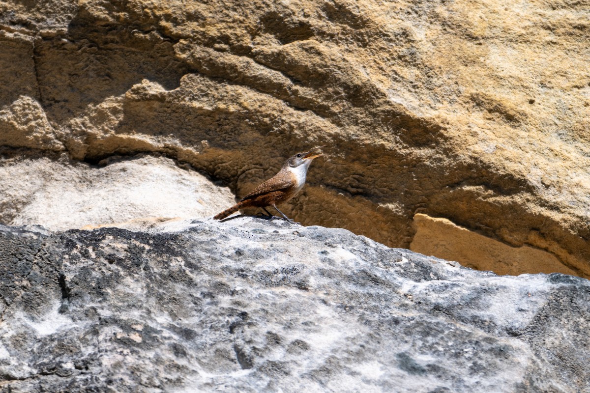 Canyon Wren - Melani King