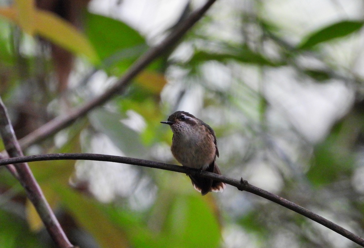 Speckled Hummingbird - ML617693055