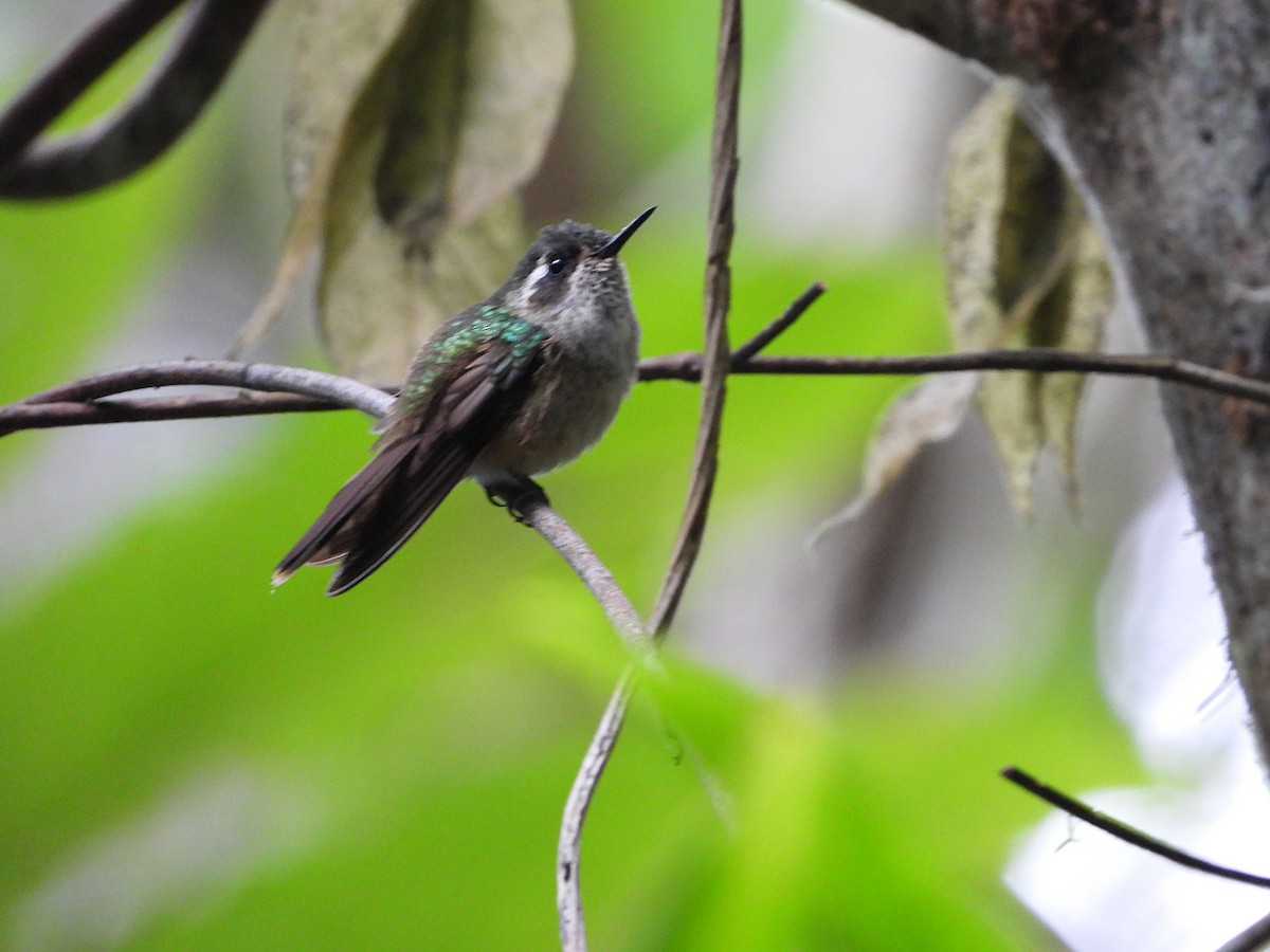 Speckled Hummingbird - ML617693056