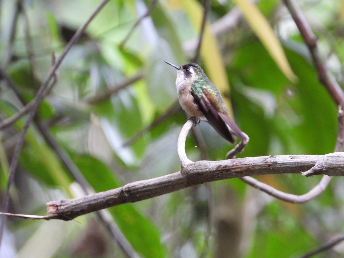 Colibri moucheté - ML617693057