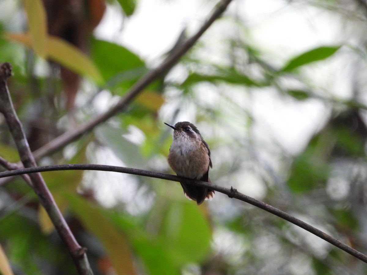 Speckled Hummingbird - ML617693058