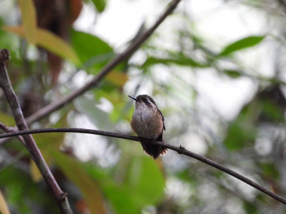 Colibri moucheté - ML617693058