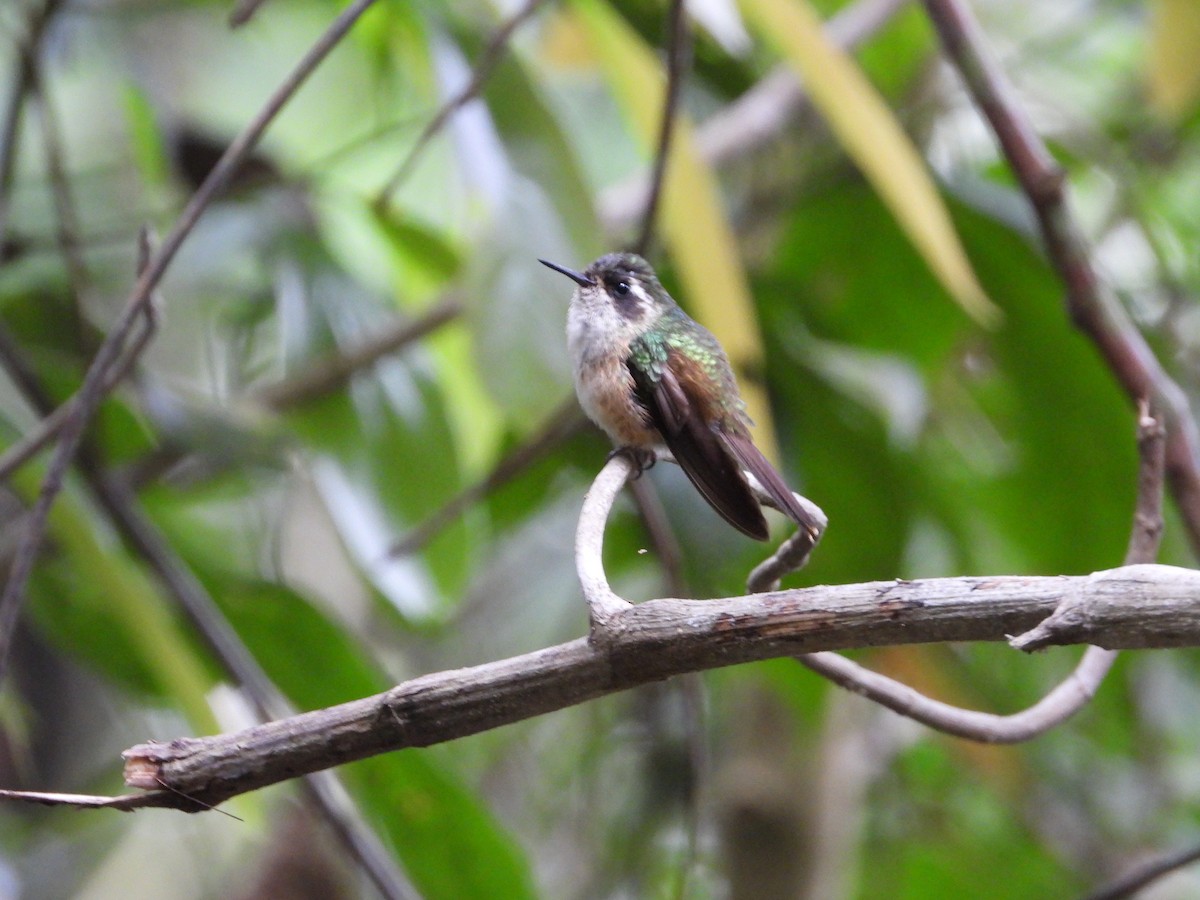 Speckled Hummingbird - ML617693059