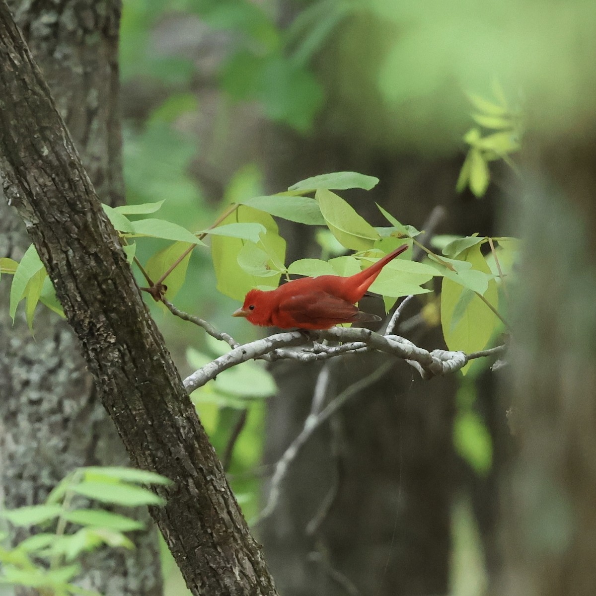 Summer Tanager - ML617693078