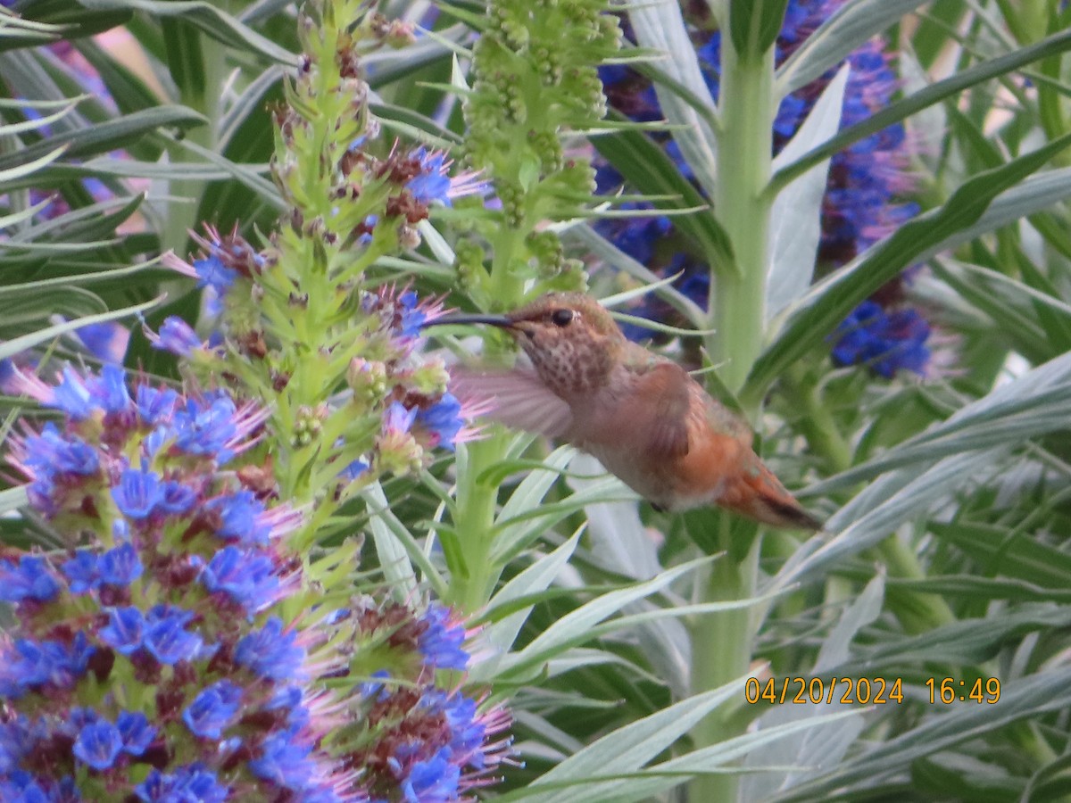 chaparralkolibri - ML617693084