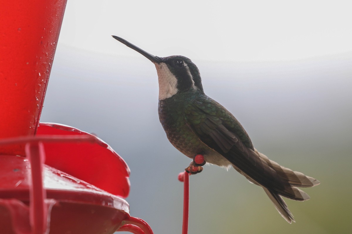 kolibřík pokřovní (ssp. cinereicauda) - ML617693087