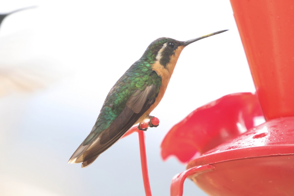 kolibřík pokřovní (ssp. cinereicauda) - ML617693089