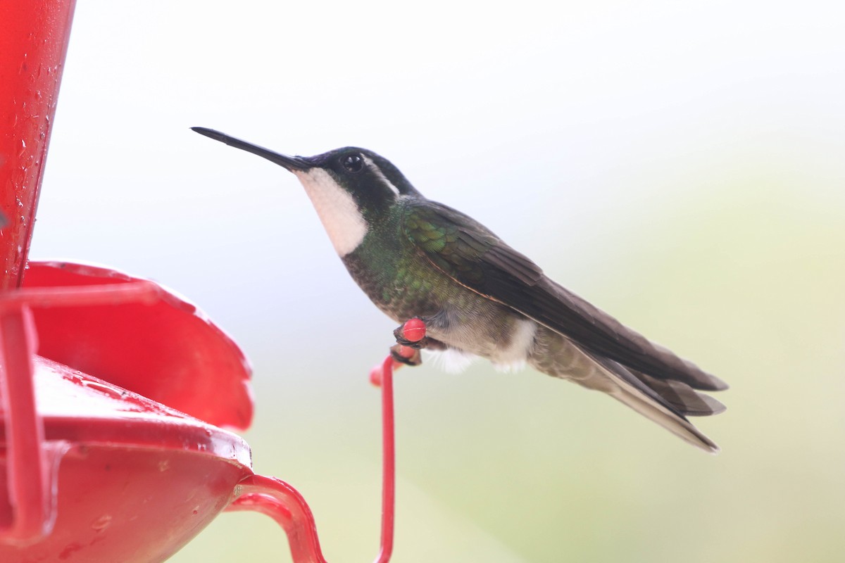 Colibrí Ventricastaño (cinereicauda) - ML617693091