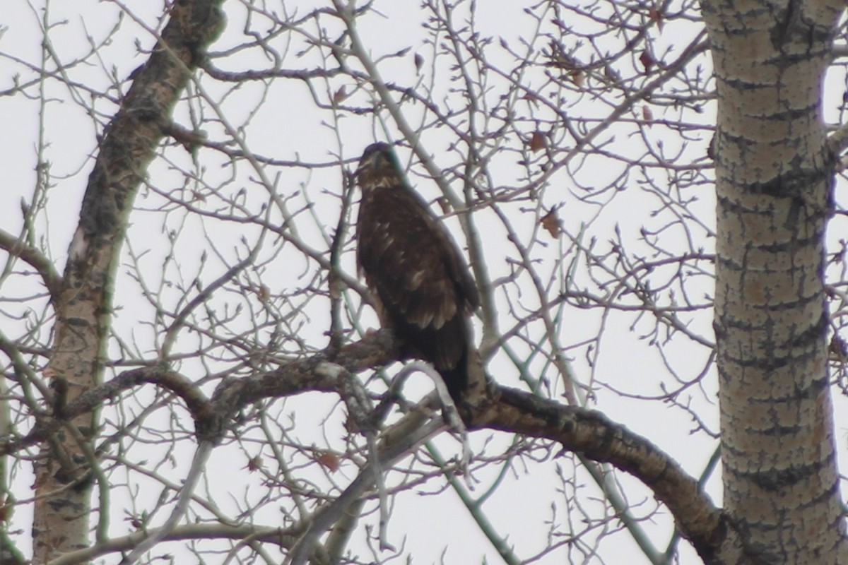 Bald Eagle - Sean Cozart