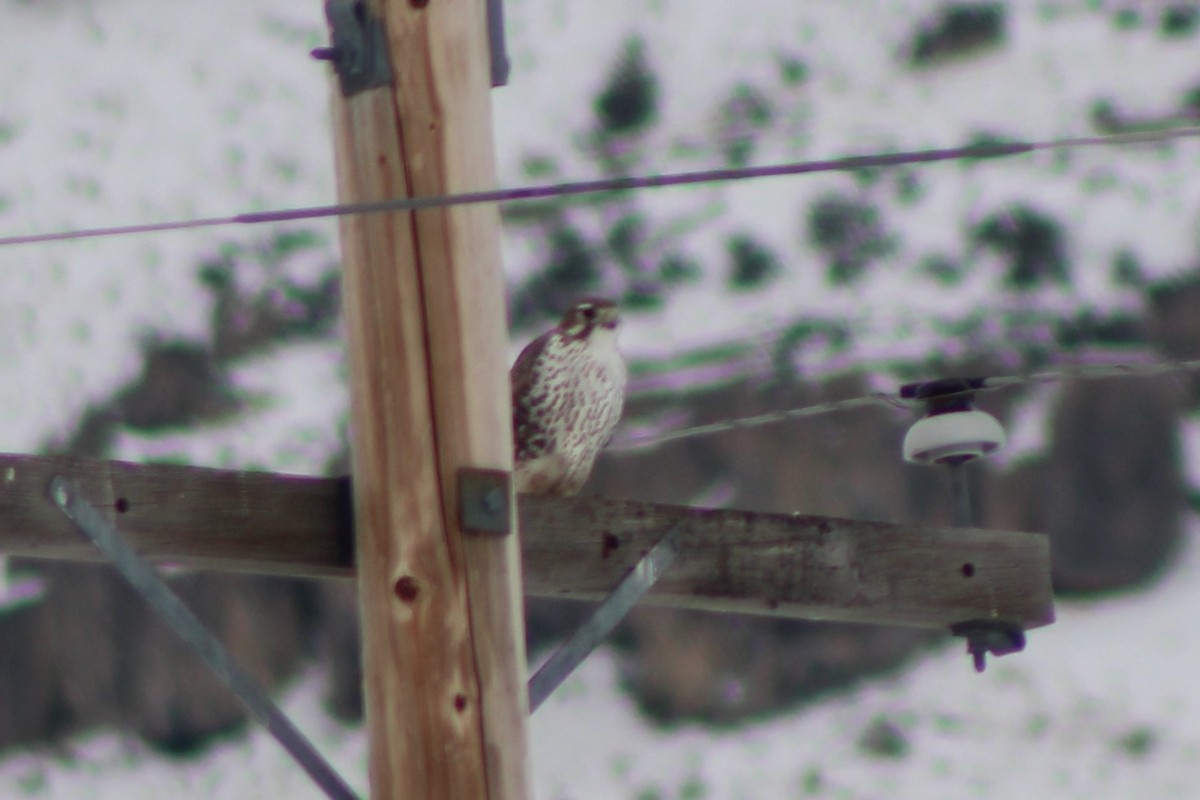 Prairie Falcon - ML617693109