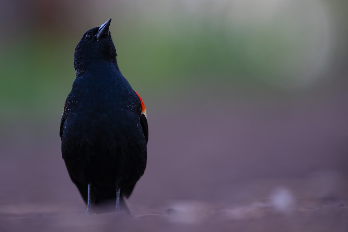 Red-winged Blackbird - Matthew Dolkart
