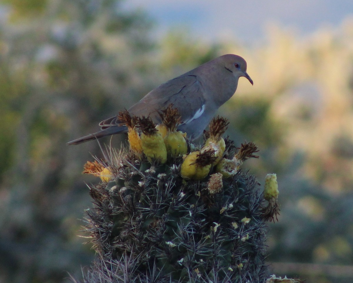 White-winged Dove - ML617693137