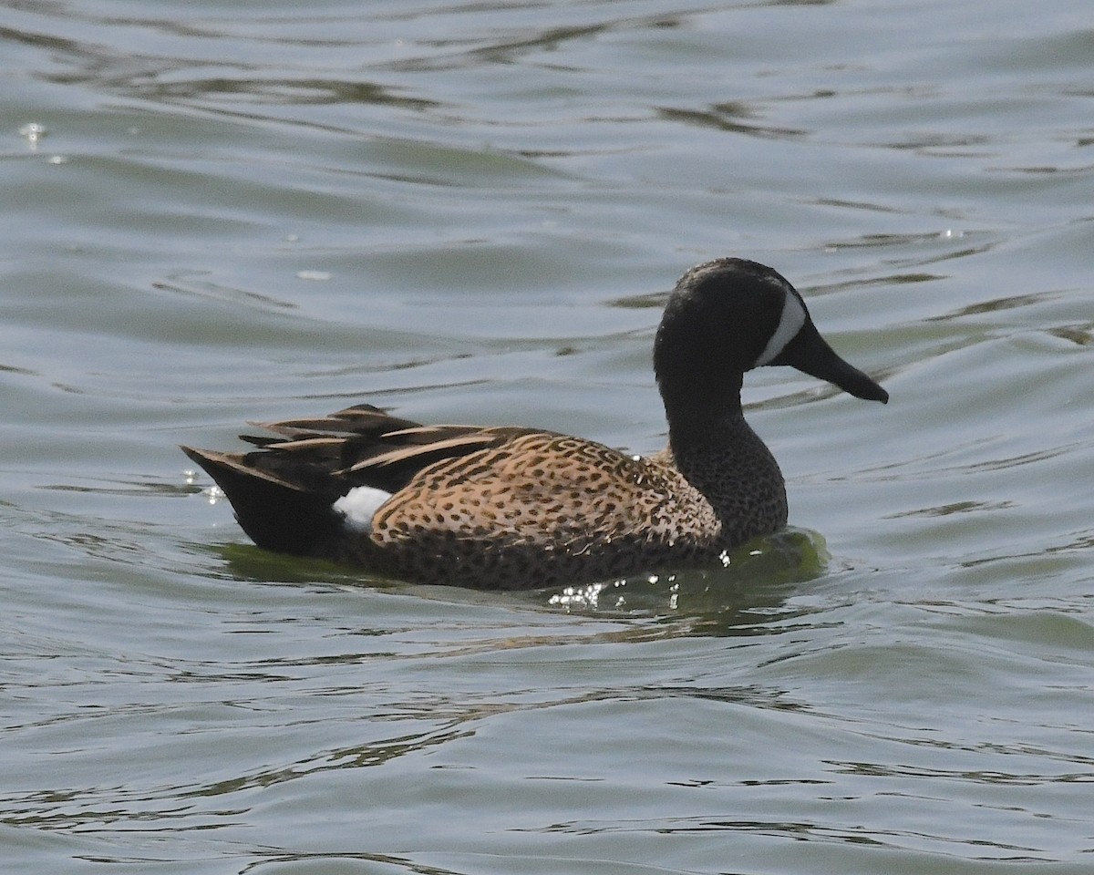 Blue-winged Teal - ML617693139