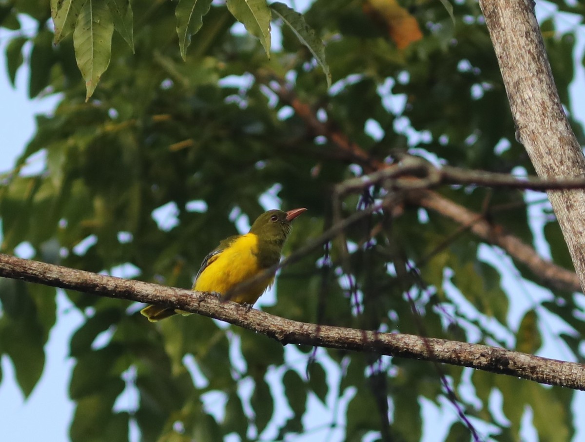 Green-headed Oriole - ML617693165