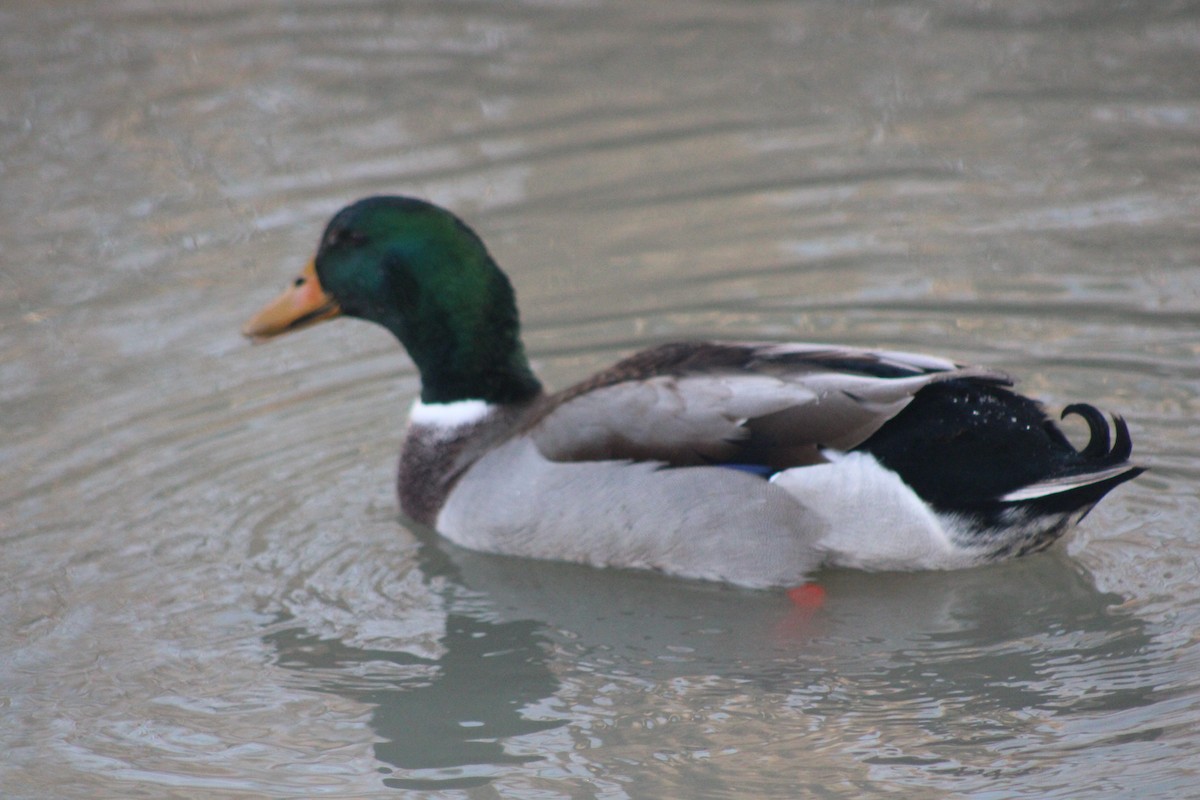 Mallard (Domestic type) - ML617693204