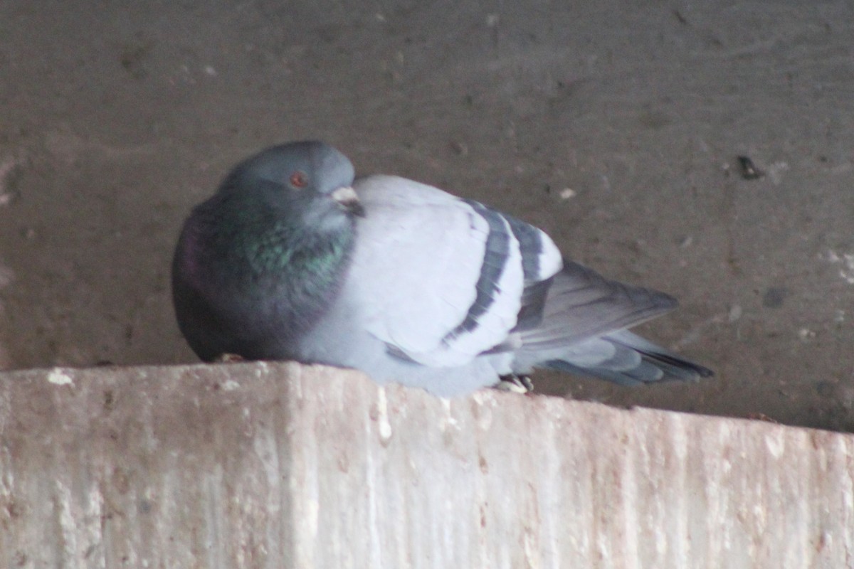 Сизый голубь (Одомашненного типа) - ML617693218
