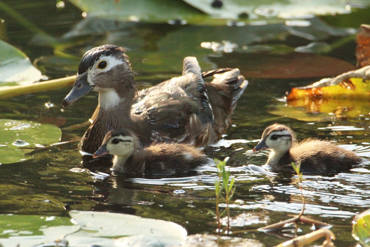 Wood Duck - ML617693219