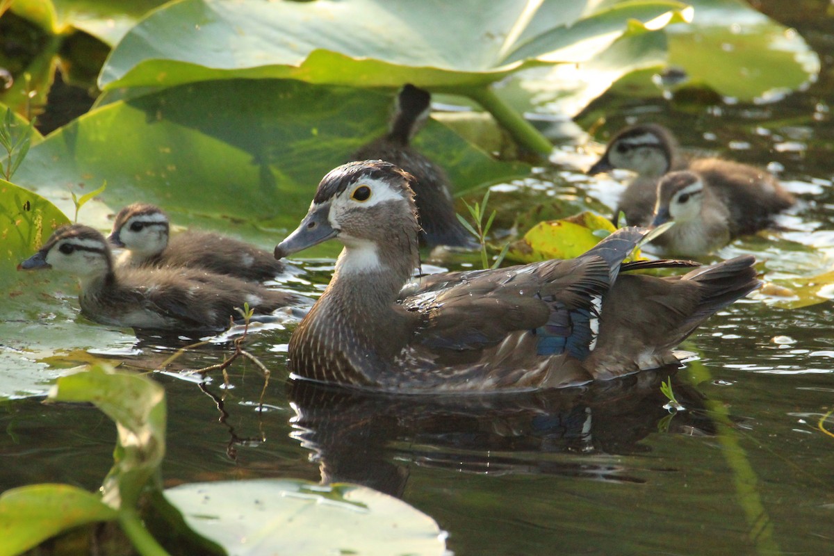 Wood Duck - ML617693234