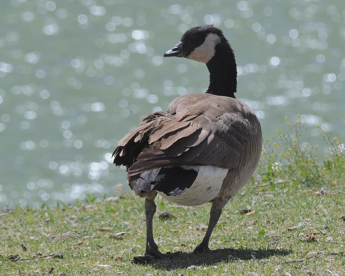 Canada Goose - ML617693245