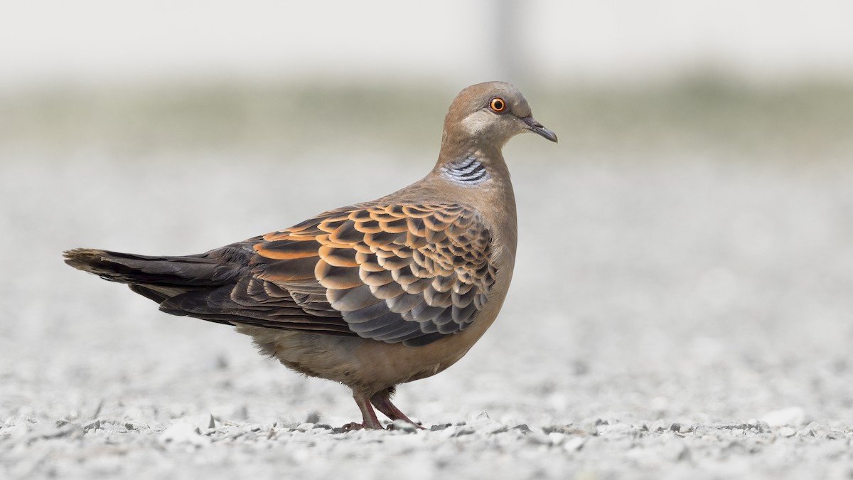 Oriental Turtle-Dove - ML617693295