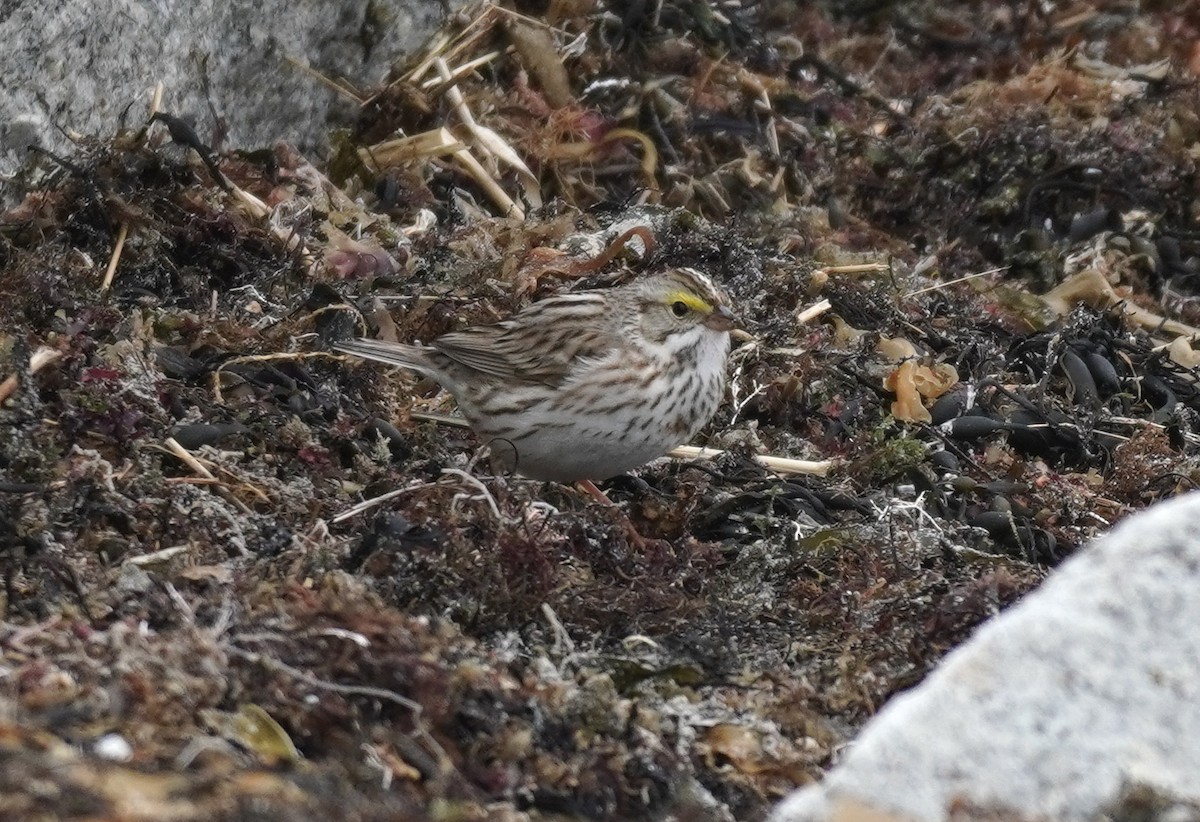 Savannah Sparrow (Ipswich) - ML617693303