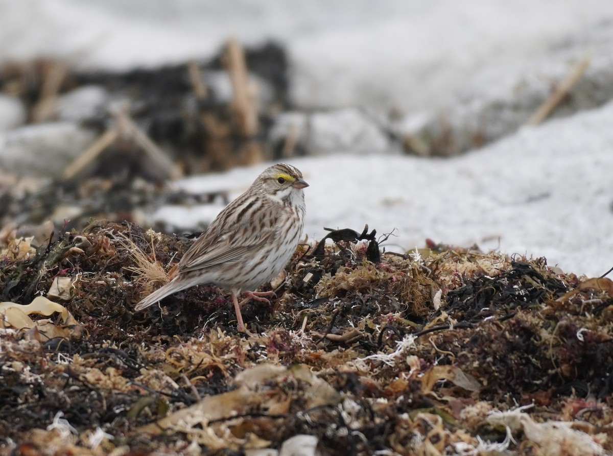 Savannah Sparrow (Ipswich) - ML617693304