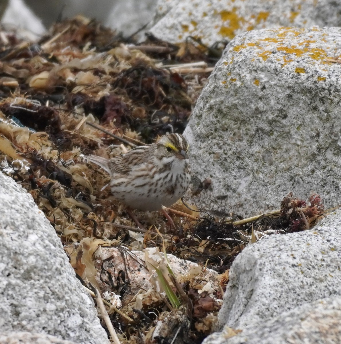 Savannah Sparrow (Ipswich) - ML617693305