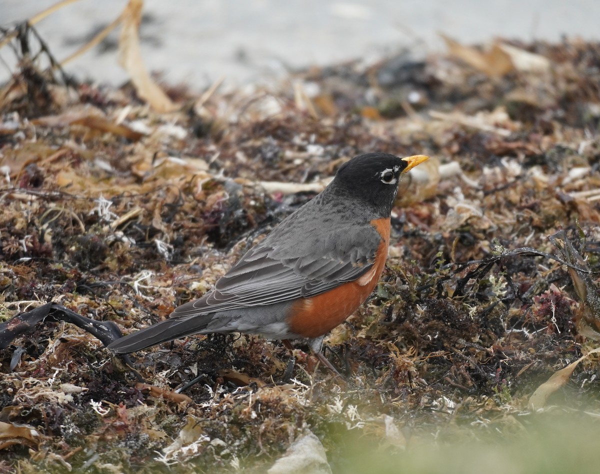 American Robin - ML617693324