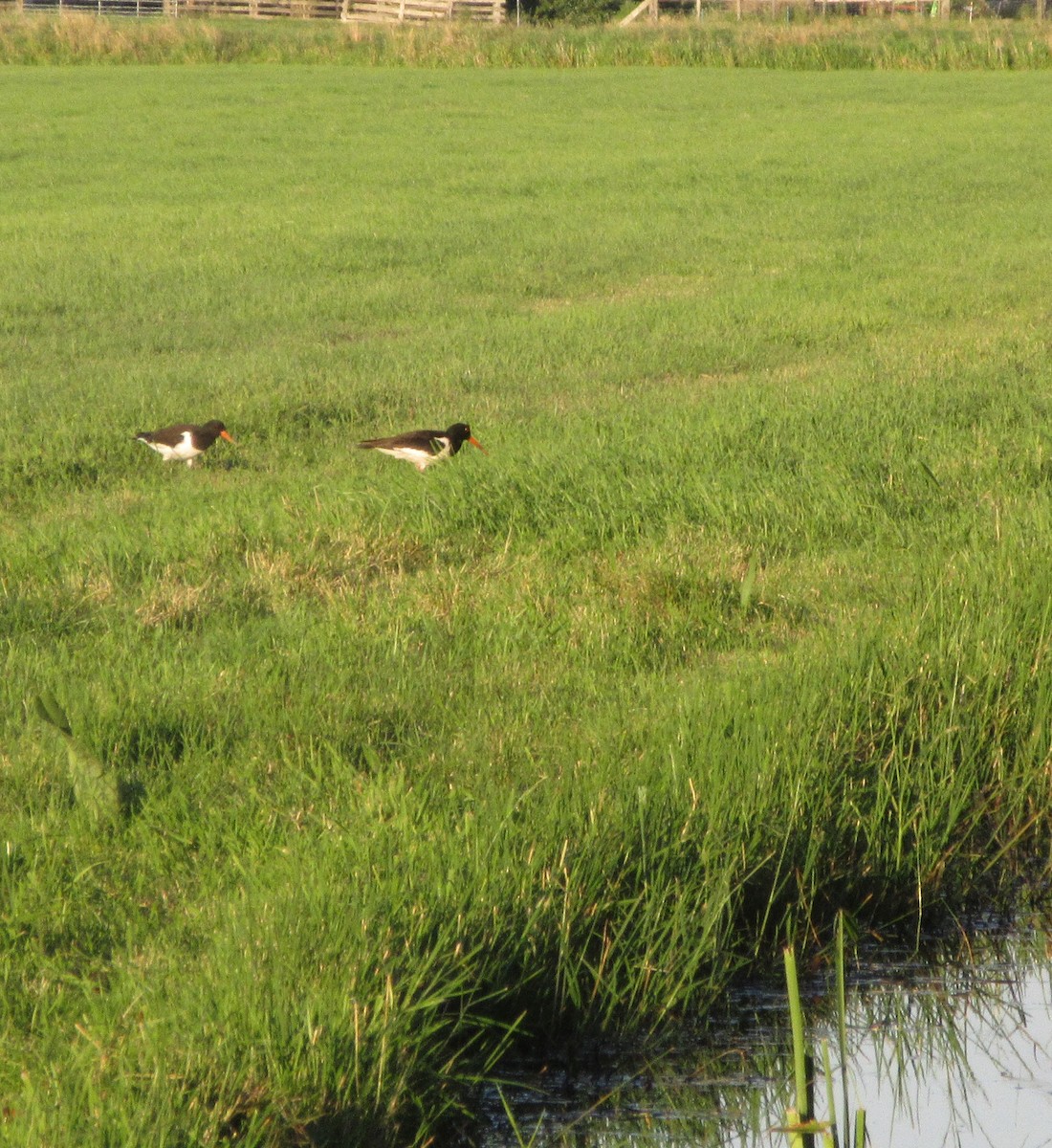 Eurasian Oystercatcher - ML617693328