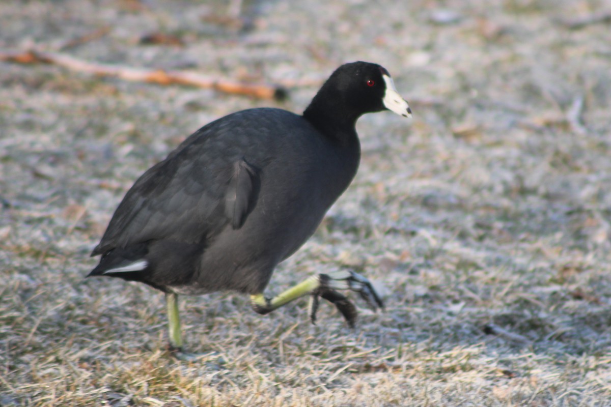 American Coot (Red-shielded) - Sean Cozart