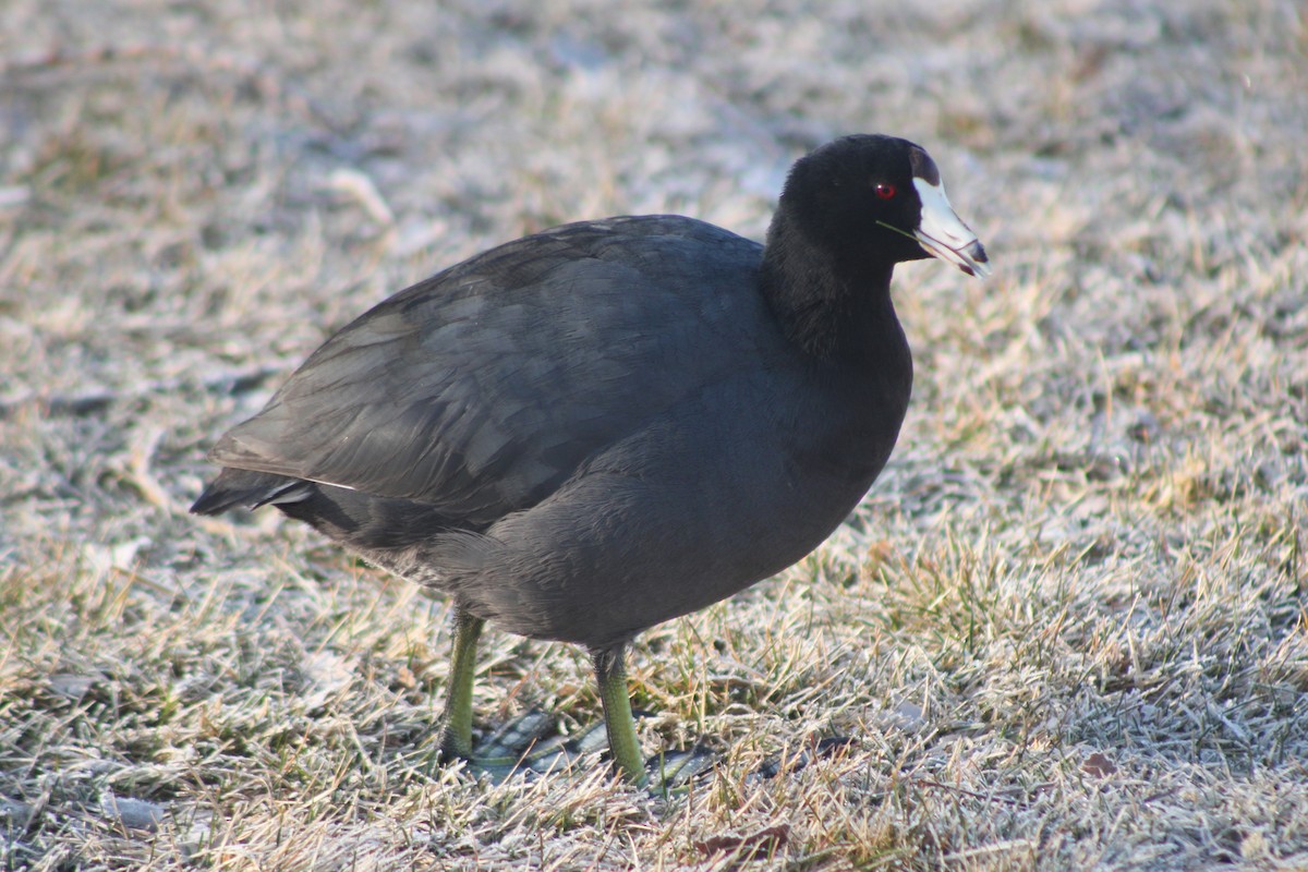 American Coot (Red-shielded) - ML617693358