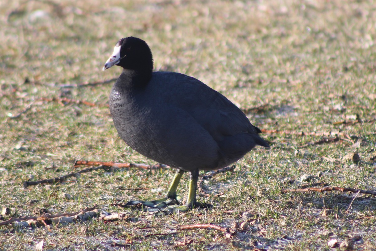 American Coot (Red-shielded) - ML617693365