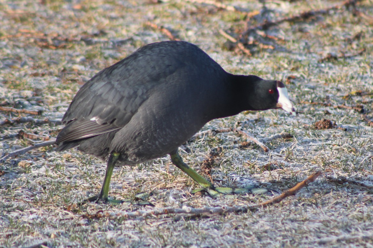 American Coot (Red-shielded) - ML617693366