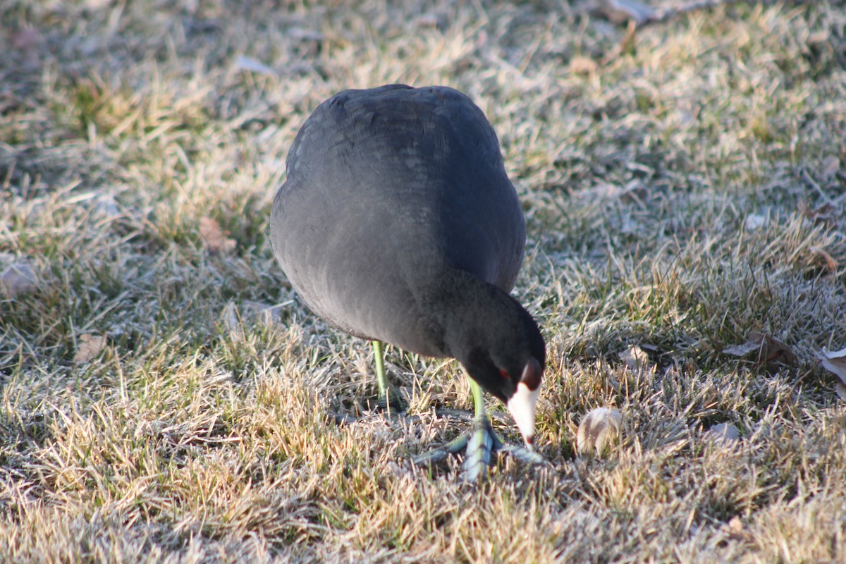 American Coot (Red-shielded) - ML617693367