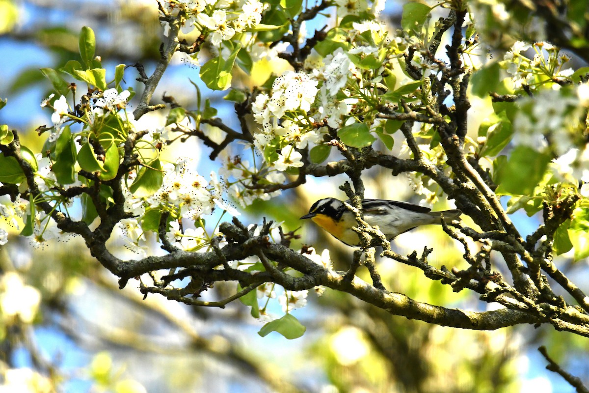 Yellow-throated Warbler - ML617693395