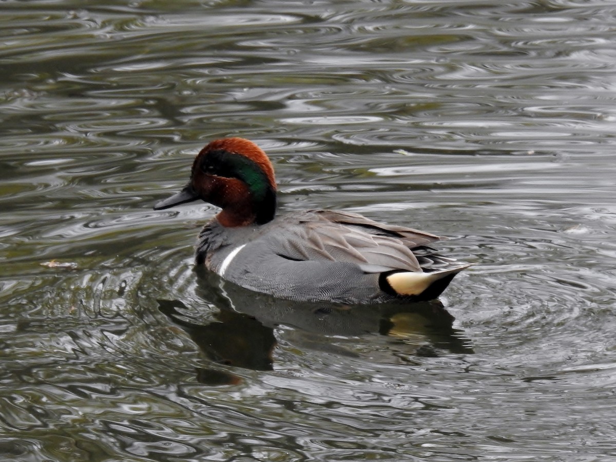 Green-winged Teal - ML617693399