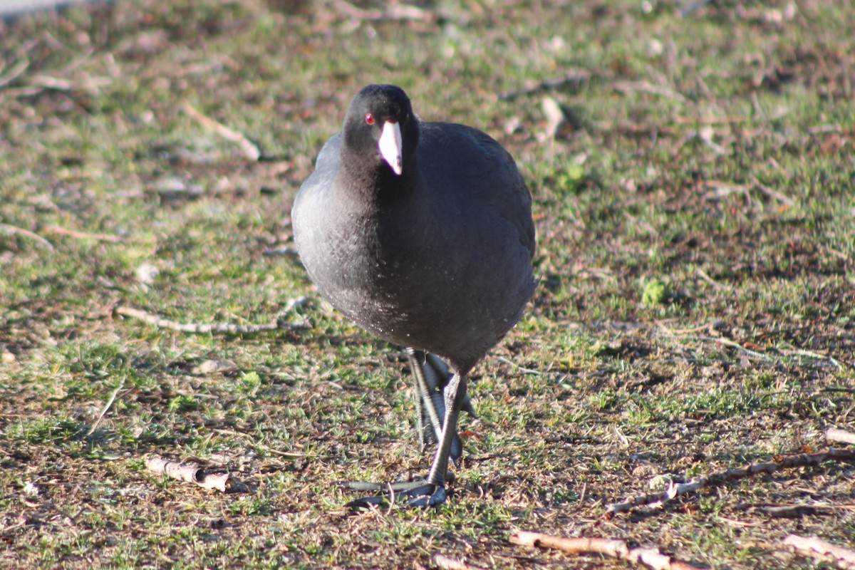 American Coot (Red-shielded) - ML617693410