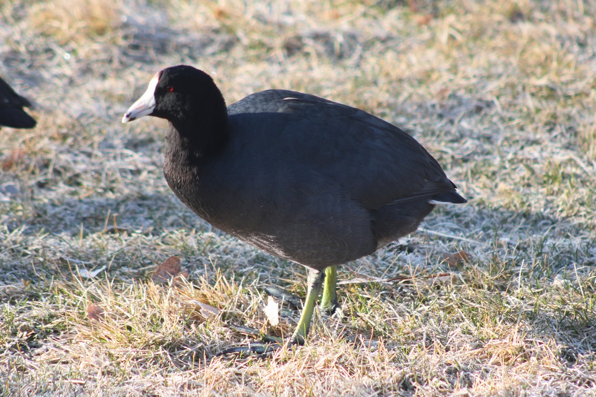 American Coot (Red-shielded) - ML617693411