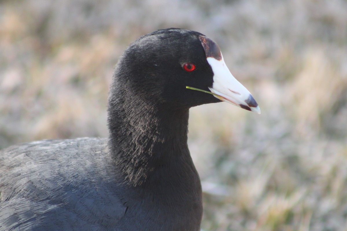 American Coot (Red-shielded) - ML617693414