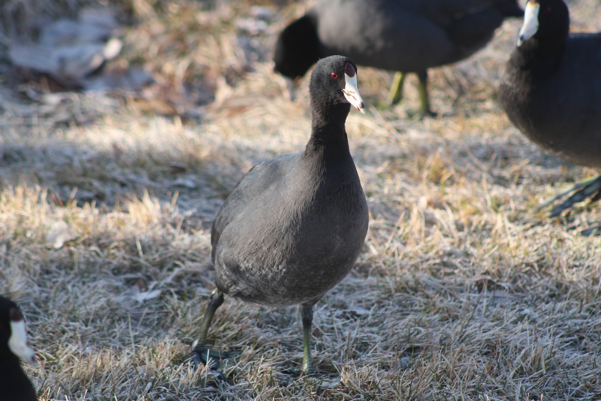 American Coot (Red-shielded) - ML617693415