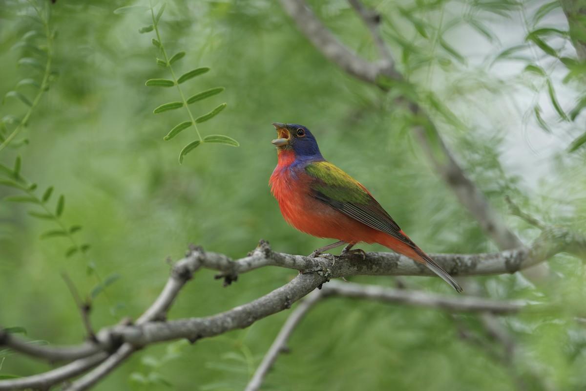 Painted Bunting - ML617693430
