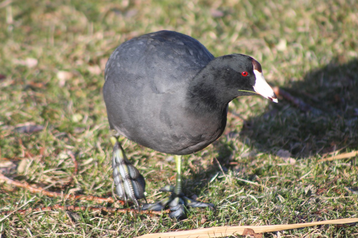 American Coot (Red-shielded) - ML617693442