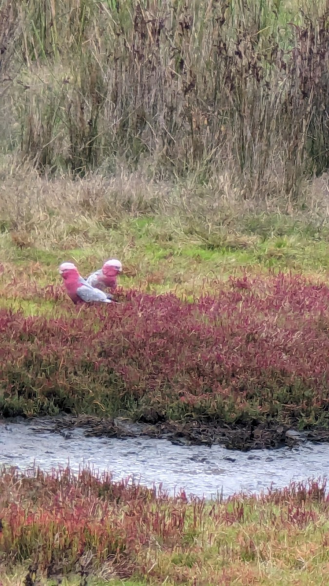 Galah - Max Norman