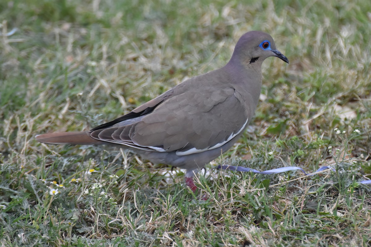 White-winged Dove - ML617693467