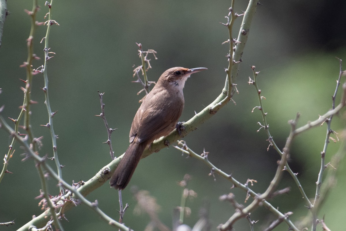 Chaco Earthcreeper - John C. Mittermeier